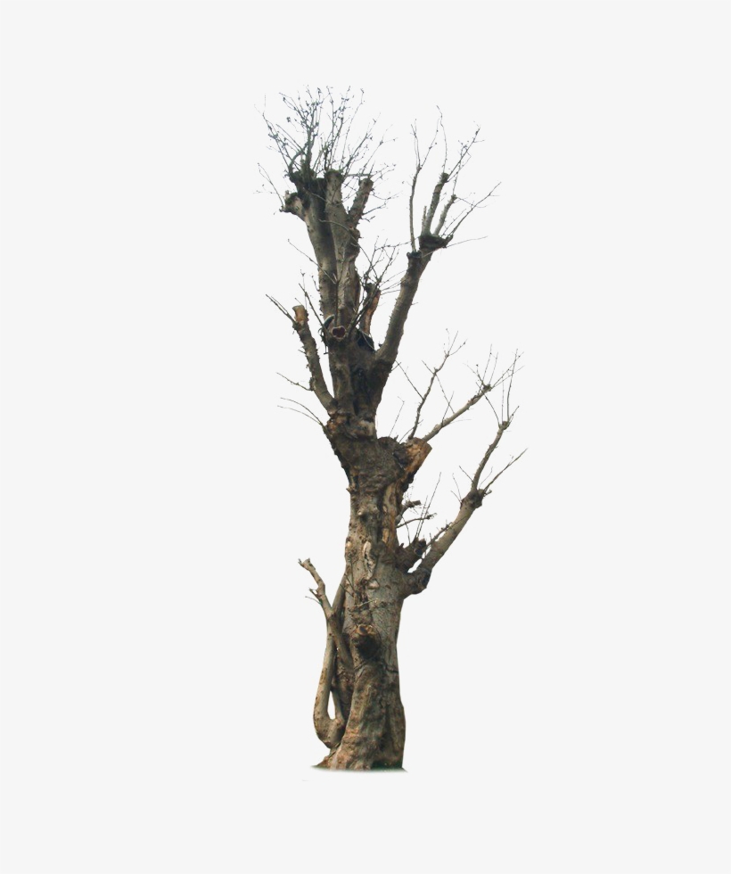Old Tree Png Image Background - Old Tree Png, transparent png #8588119