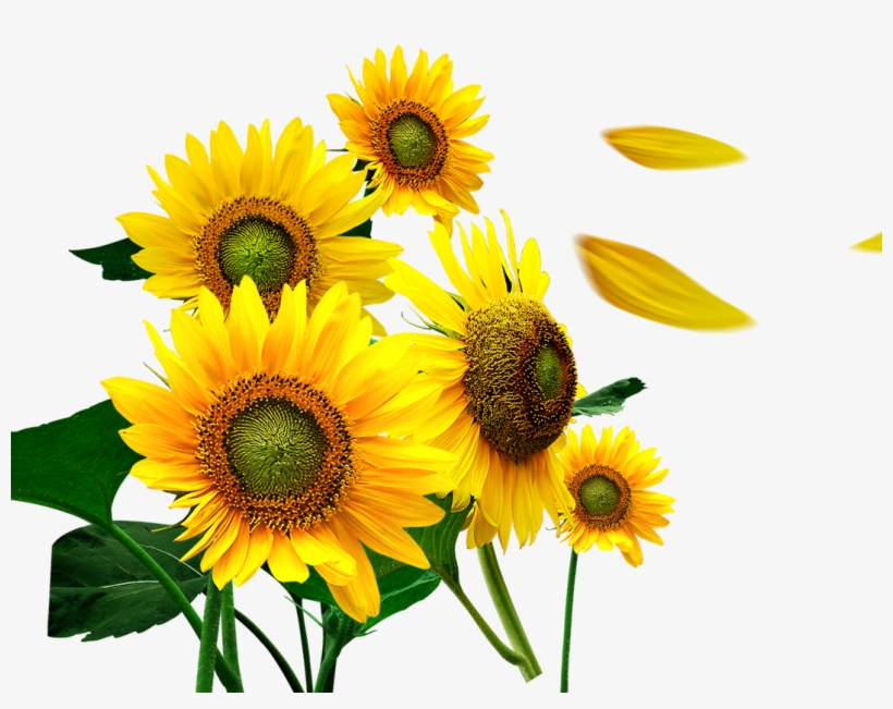 1071 X 799 7 - Flores Girasoles Png, transparent png #8588595