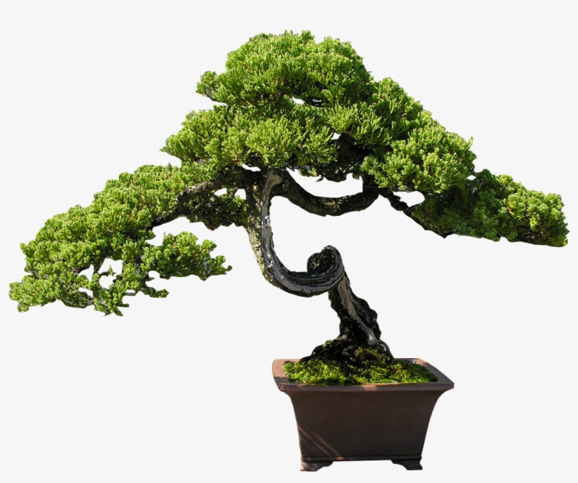 Bonsai Clipart Old Tree - Bonsai Steps Pine Juniper Develop, transparent png #8588695
