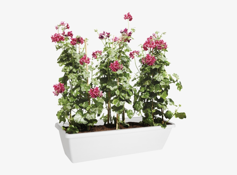 Home > Collection > Barcelona Xl - Bougainvillea, transparent png #8589136