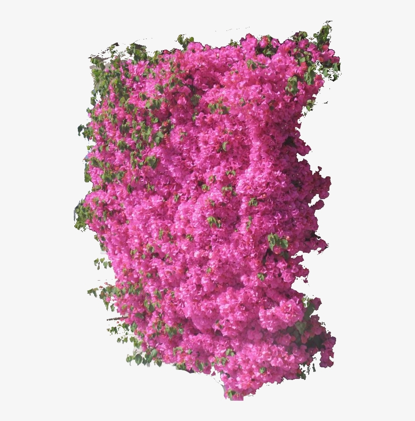 Bouganvilla, transparent png #8589314