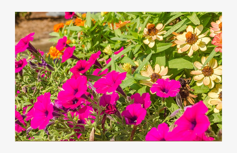 Bougainvillea, transparent png #8589504