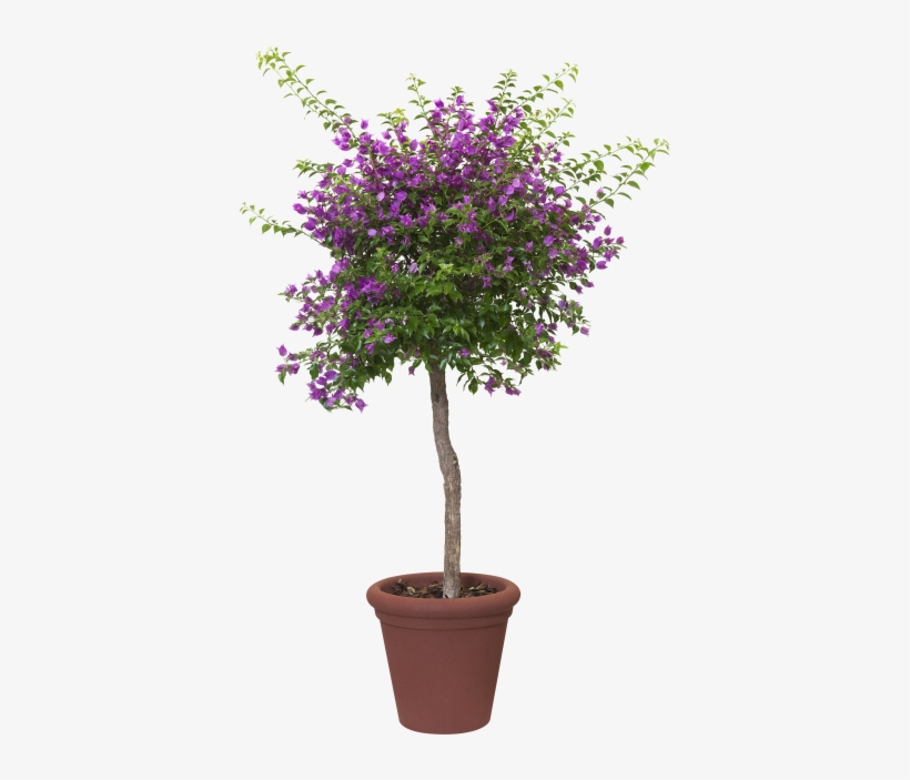 Home > Collection > Allure Doppio - Olivier Arbuste, transparent png #8589613