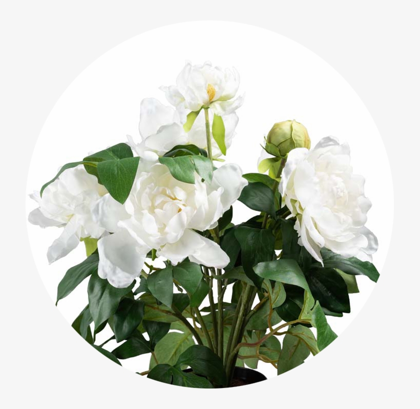 Pink - Bougainvillea, transparent png #8589689