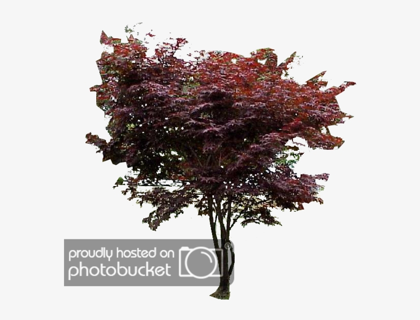Japanese Maple Png - Bloodgood Japanese Maple Png, transparent png #8590098