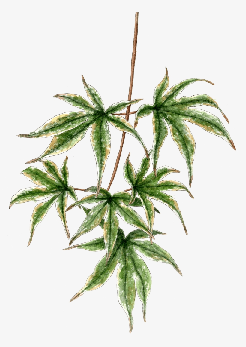 Japanese Maple Branch - Houseplant, transparent png #8590161