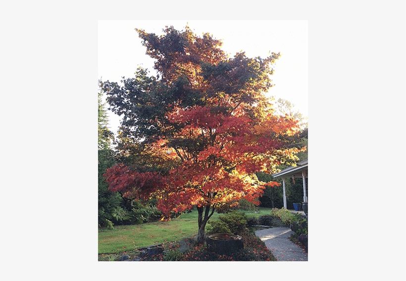 Large Specimens - Black Gum, transparent png #8590593