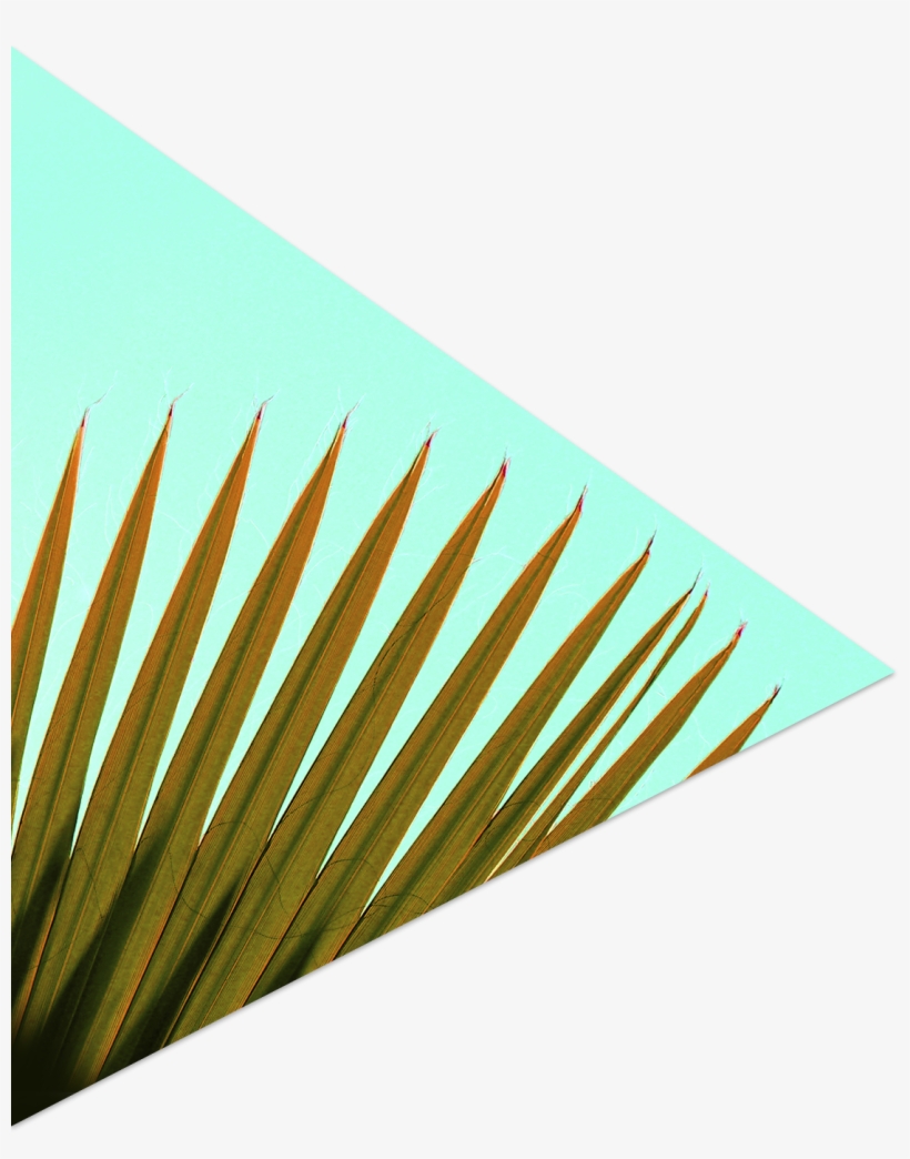 Palm Frond - Paper, transparent png #8592379