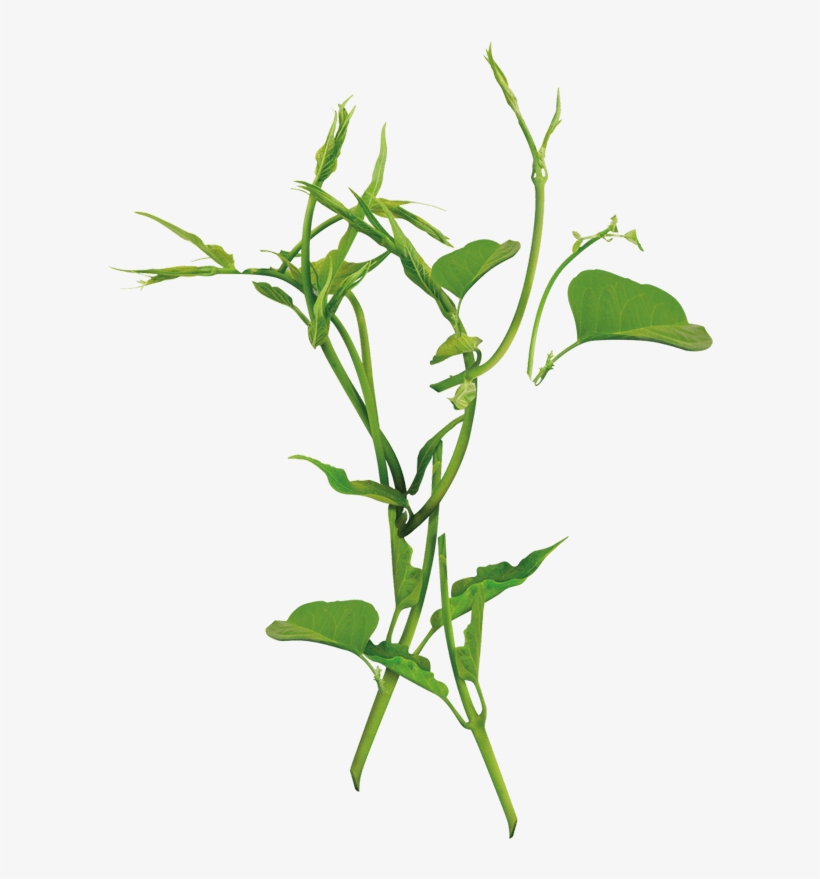 Herbal Point - Arugula, transparent png #8592418