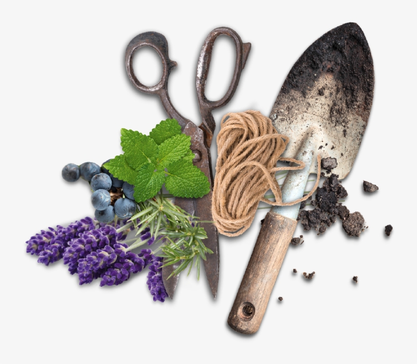 Regional Herbs - Superfood, transparent png #8592667