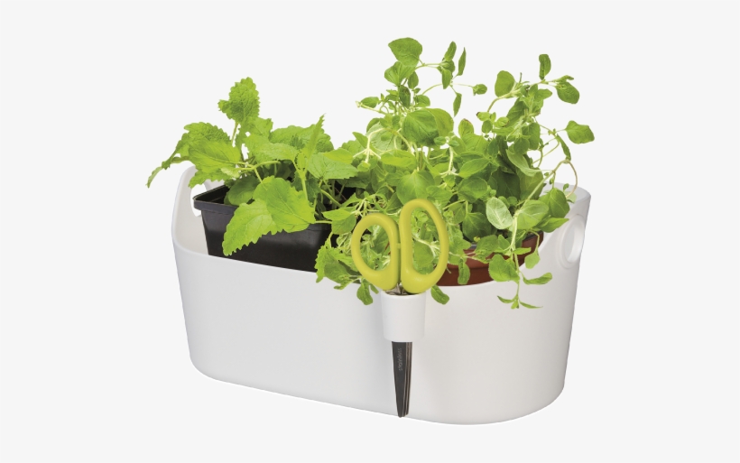 Home > Collection > Brussels Herbs Station - Flowerpot, transparent png #8592875