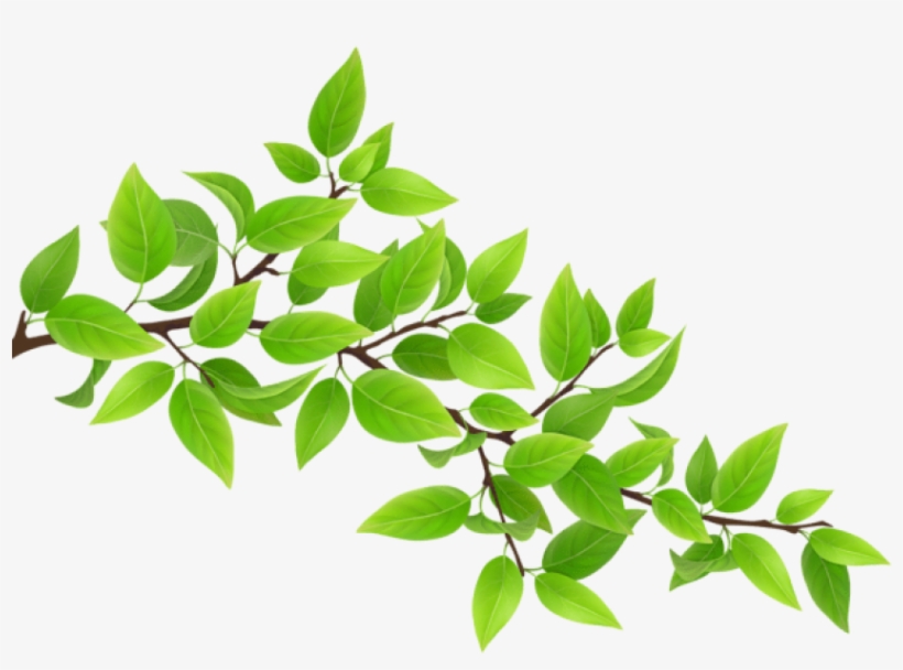 Free Png Download Green Branch Transparent Png Images - Branch Clipart Png, transparent png #8596073