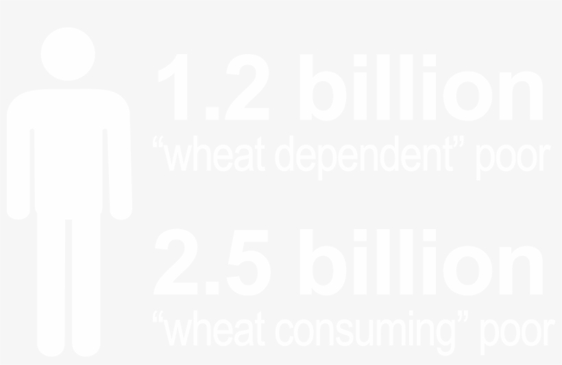 Wheat Photo - Graphic Design, transparent png #8596494