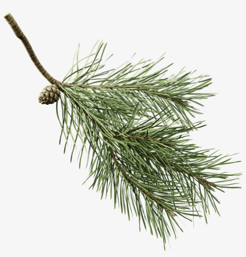 You Can Use The Twig With The Pine Preset, But The - Pine, transparent png #8599078