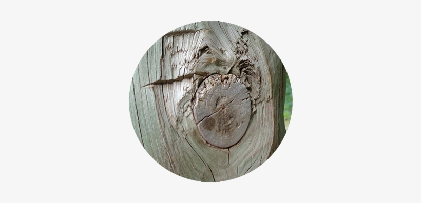 Driftwood, transparent png #860141