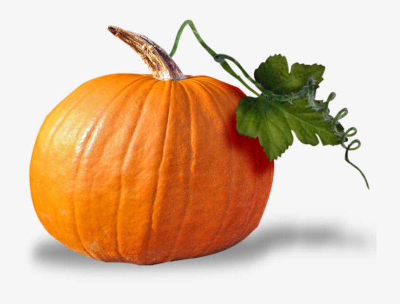 Cucurbita Pumpkin Seed Oil Squash Clip Art - 南 瓜 Png, transparent png. 