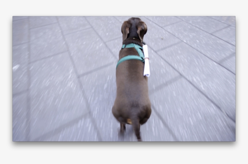 Dachshund In Transit - Dachshund, transparent png #860308