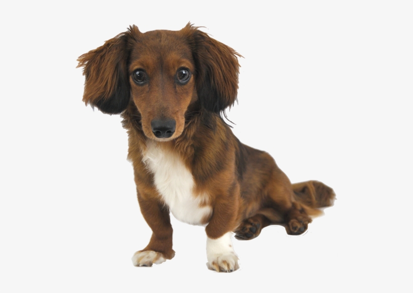 Why Choose A Miniature Dachshund To Be The Star Of - Miniature Dachshund Png, transparent png #860399