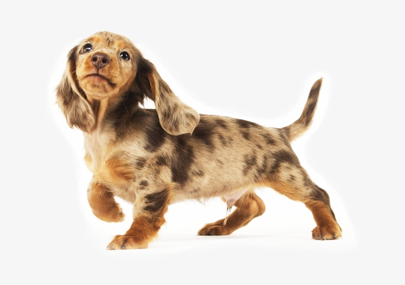 Dachshunds Are Playful By Nature - Dachshund, transparent png #860479