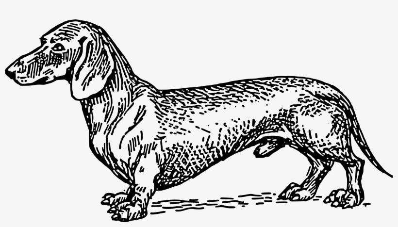 Dachshund Png, transparent png #860524