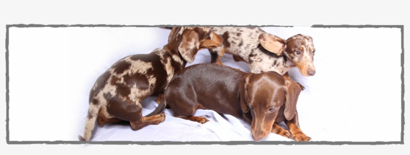 Dapple Dachshund Puppies For Sale Pretoria, transparent png #860544