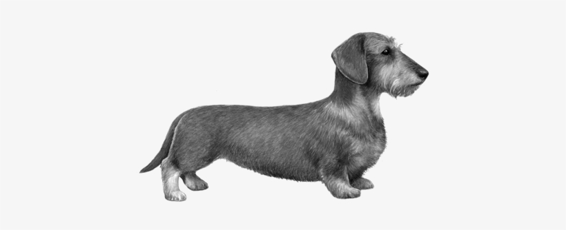 Wirehaired Dachshund - B&w - Dachshund, transparent png #860564