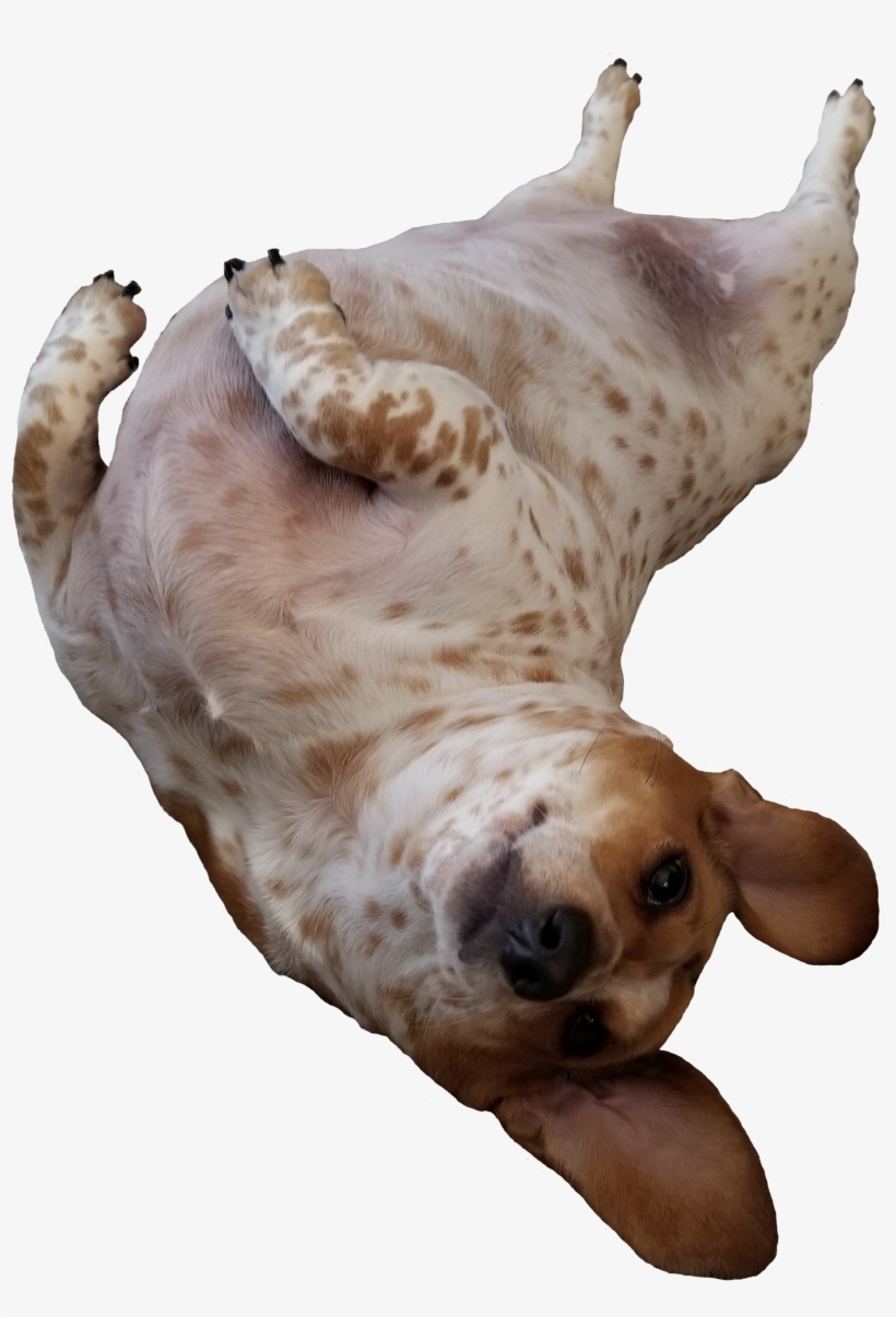 Freckles Wanting Her Tummy Rubbed - Dachshund, transparent png #860587