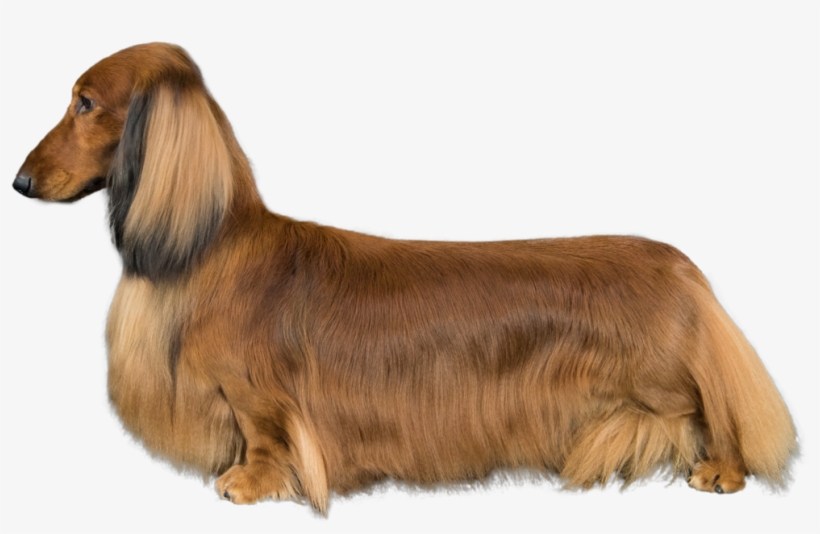Dachshund, transparent png #861064