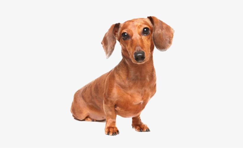 8 - Dachshund - Weiner Dog Chihuahua Mix, transparent png #861192