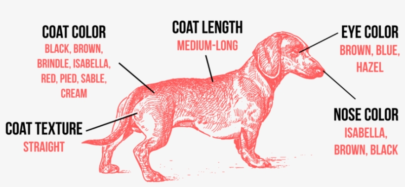 The Most Striking Physical Trait Of The Dachshund Is - Dachshund, transparent png #861303