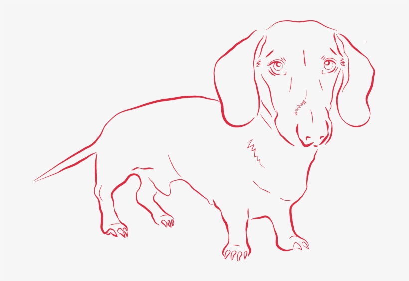 Companion Dog, transparent png #861458