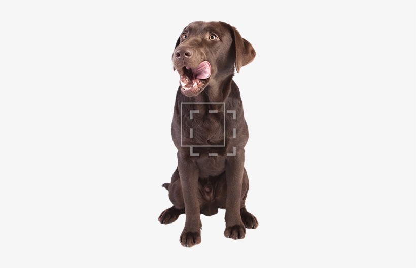 Cutout People - Dog Eating A Pickle, transparent png #861915