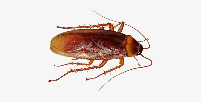 Roach Png - Cockroach Png, transparent png #862085