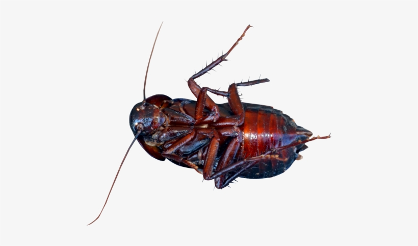 Cockroach Png Transparent Image - Cacroge Png, transparent png #862107