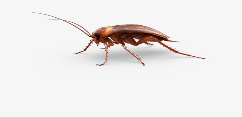 Insects - Cockroach, transparent png #862177
