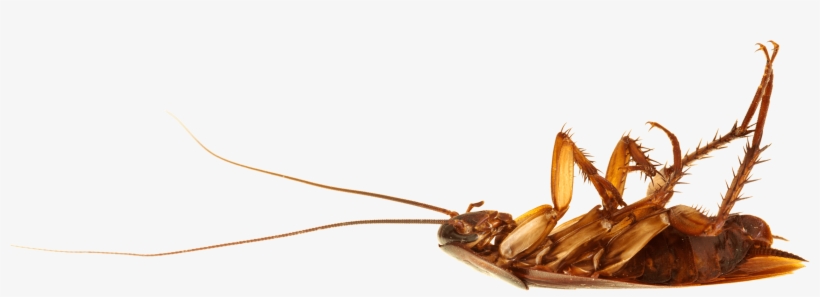 Cockroach On Back - Cockroach Png, transparent png #862231