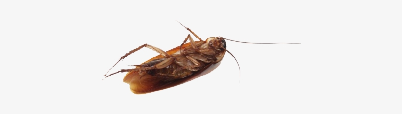 Roach Png, transparent png #862248
