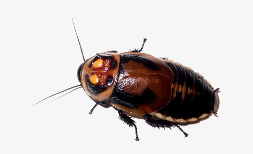 Roach Download Transparent Png Image - Glowspot Roach, transparent png #862270