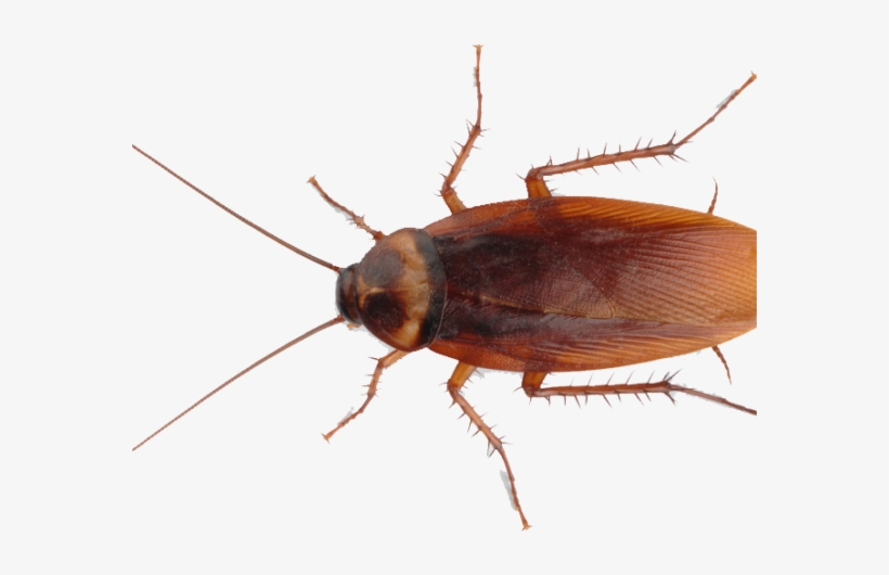 Diy Pest Control Cockroach Roach - Transparent Cockroach Png, transparent png #862284