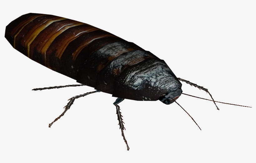 Madagascar Hissing Cockroach 1 - Madagascar Hissing Cockroach Transparent, transparent png #862343