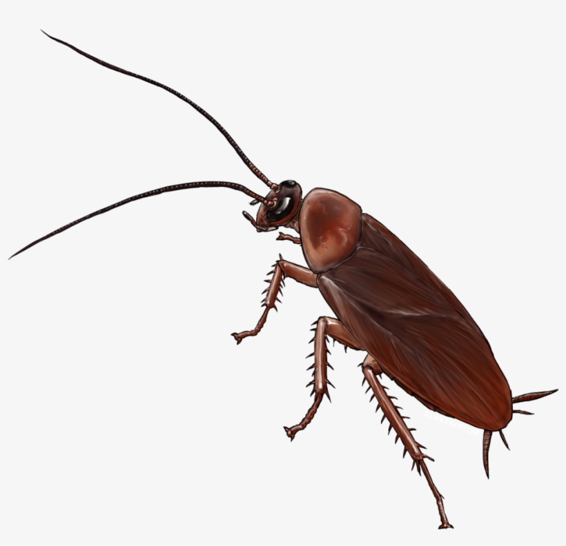 American Cockroach Insect Drawing German Cockroach - Cockroach Png Transparent Background, transparent png #862347