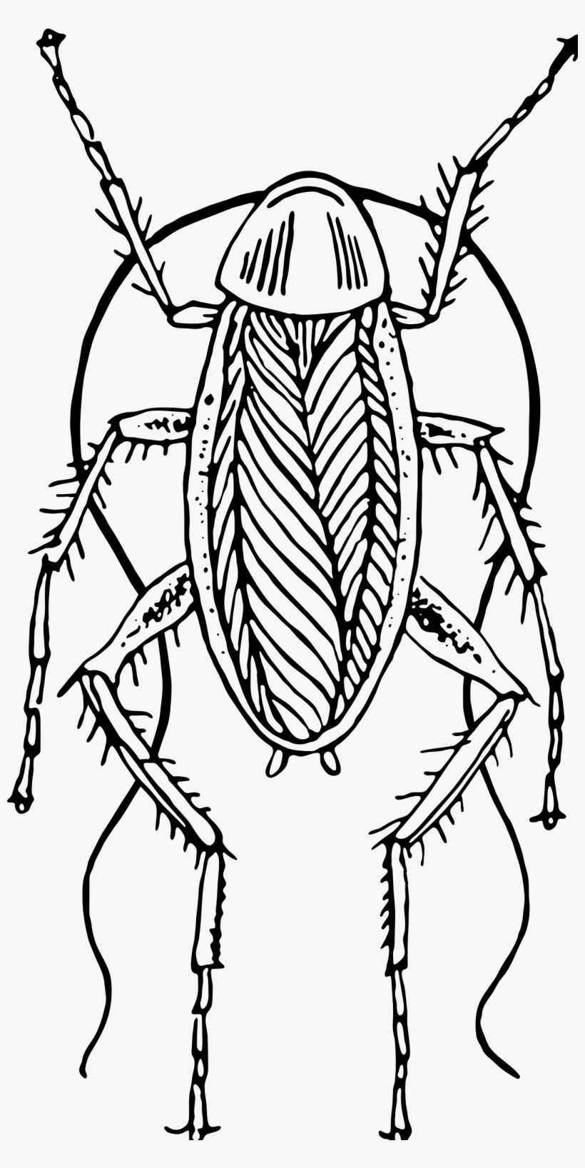 Cockroach Clipart Png, transparent png #862368