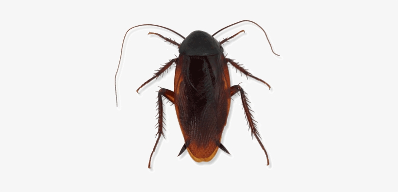 Smokeybrown Cockroach - Cockroach, transparent png #862389