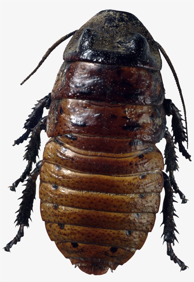 Roach Png - Things We Fear [book], transparent png #862392