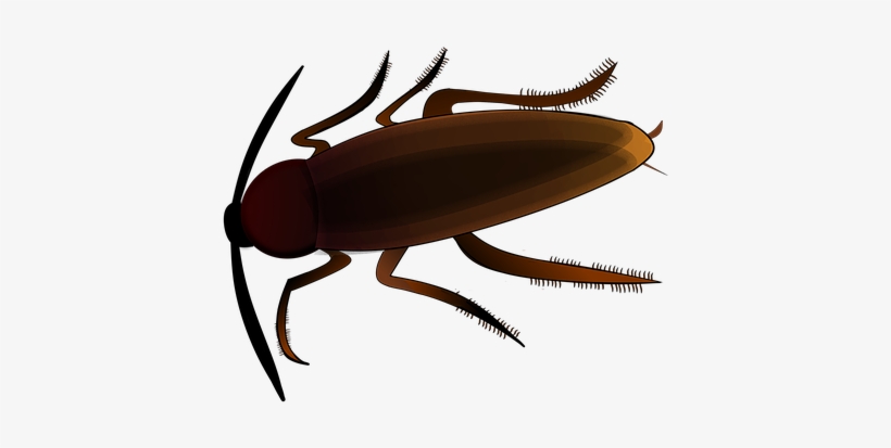 Insect, Creepy, Cockroach, Scrape - Cockroach, transparent png #862411