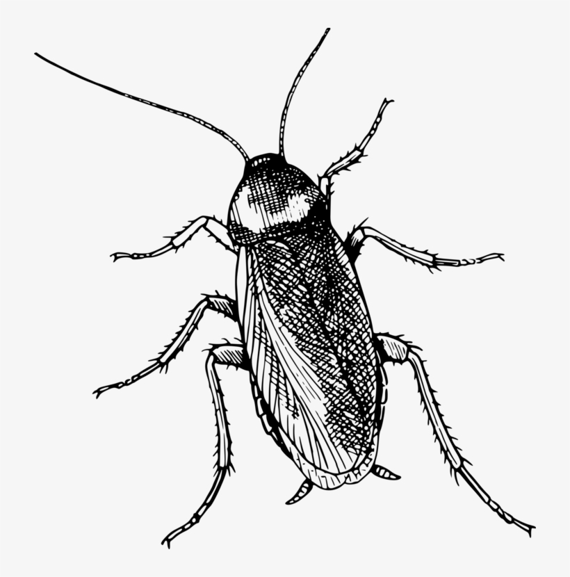 American Cockroach Drawing Diagram Insect Metamorphosis In Plain And Simple English A Modern Free Transparent Png Download Pngkey