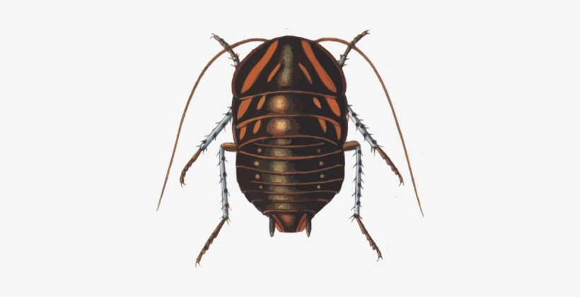 Cockroach Insect Polyzosteria Mitchelli Blattidae - Custom Cockroach Shower Curtain, transparent png #862433