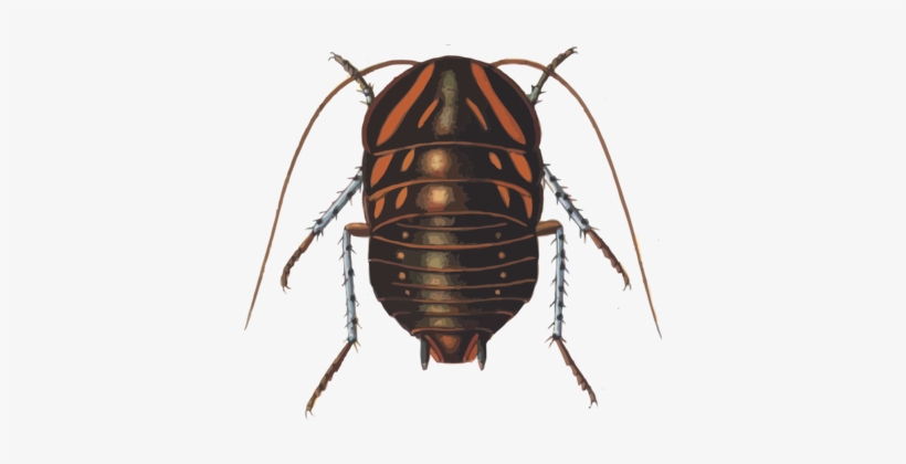 Custom Cockroach Cockroach Insect Polyzosteria Mitchelli Blattidae - Custom Cockroach ...