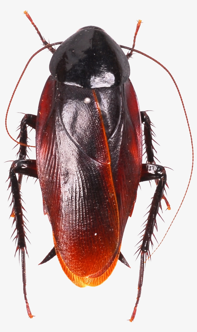 Roach Png, transparent png #862435