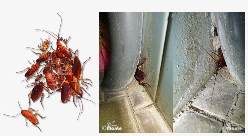 Cockroaches Usually Live In Groups And Mostly Active - Insects Living In Groups, transparent png #862456